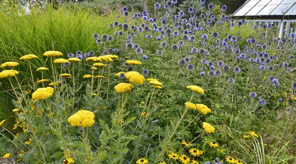 Yarrow (Achillea), Black Eyed Susan (Rudbeckia) and Globe Thistle (Echinops)