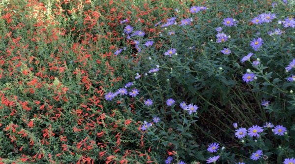 Zauschneria Orange Carpet (Hummingbird Trumpet) and Aster Zauschneria Orange Carpet (Hummingbird Trumpet) and Aster
