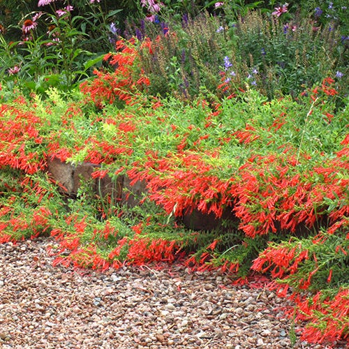 Zauschneria is a fast growing ground cover