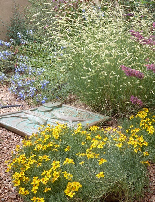Blonde Ambition Blue Grama Grass with colorful blue Salvia, pink Agastache, and yellow Zinnia grandiflora.