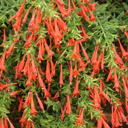 Orange Carpet® Creeping Hummingbird Trumpet (Zauschneria)