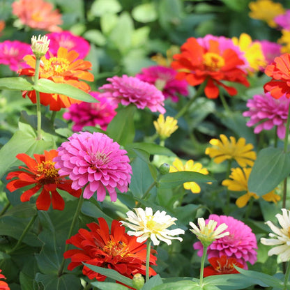 Zinnia Seeds