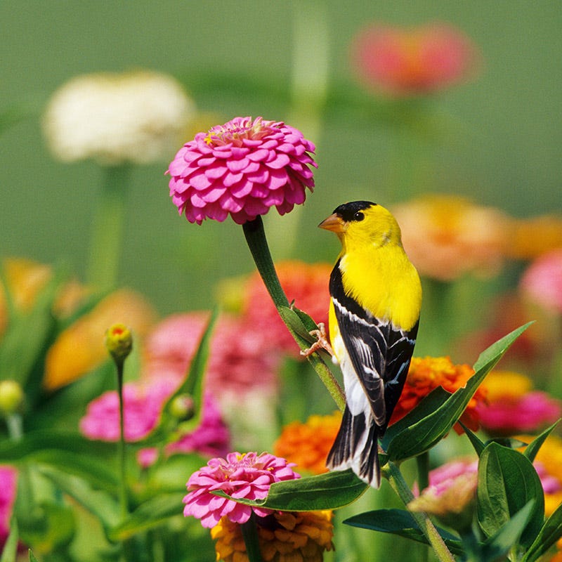 Zinnia Seeds