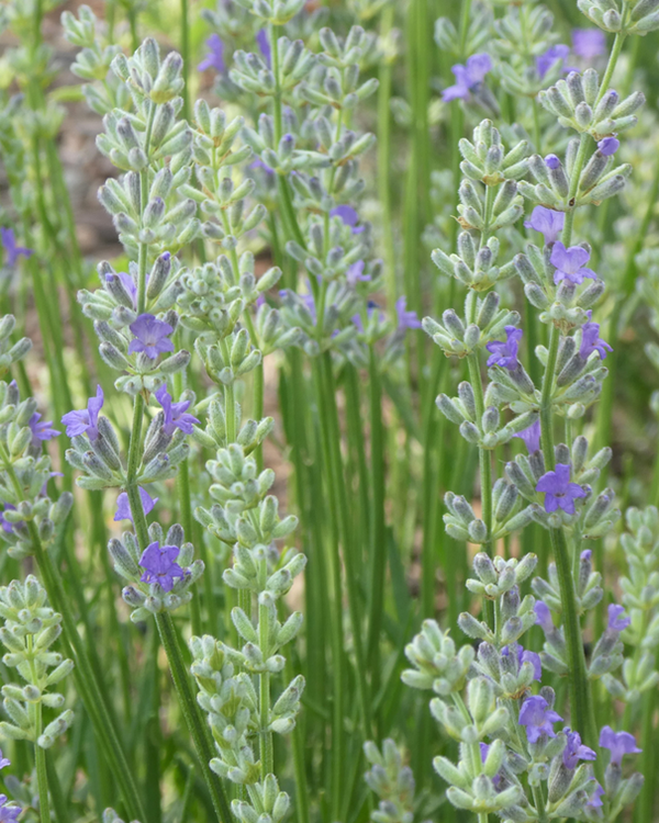 Delft blue flowers just beginning to push out of the white buds